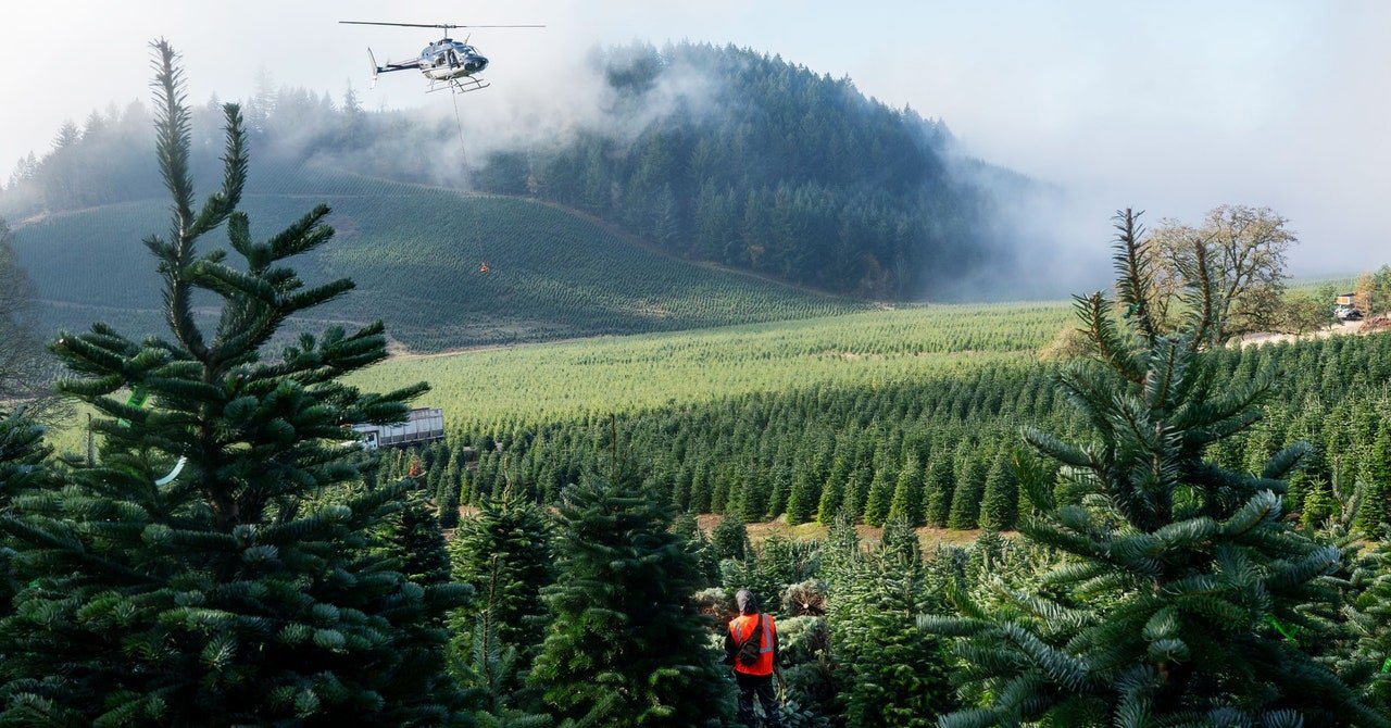 The Toxic Truth About Your Christmas Tree