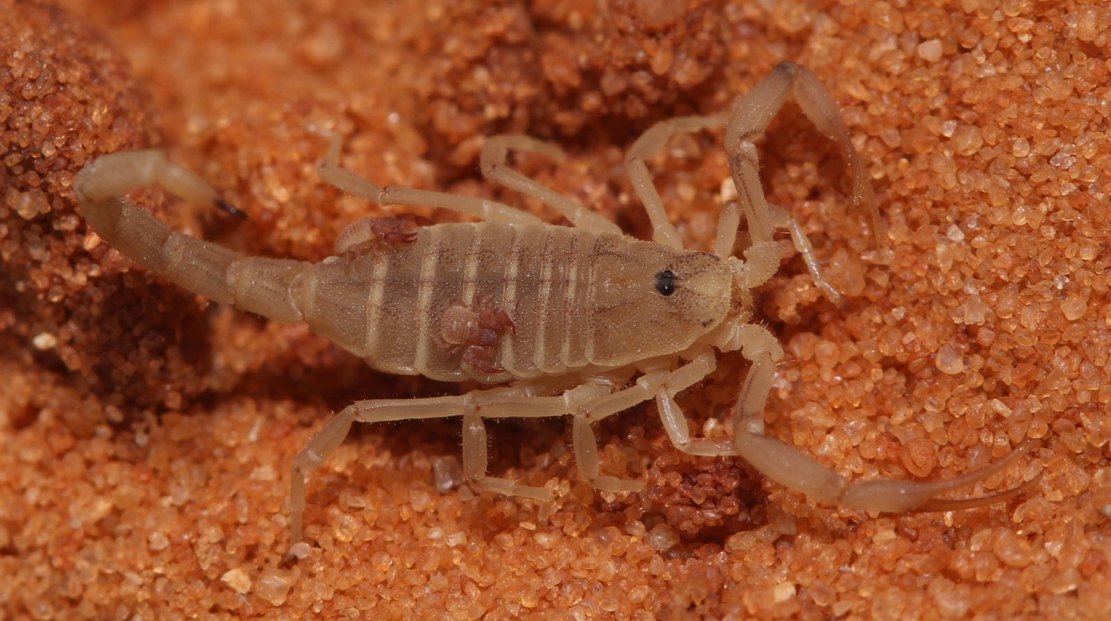 Scientists Observe Tiny Pseudoscorpion Riding on a Scorpion for the First Time