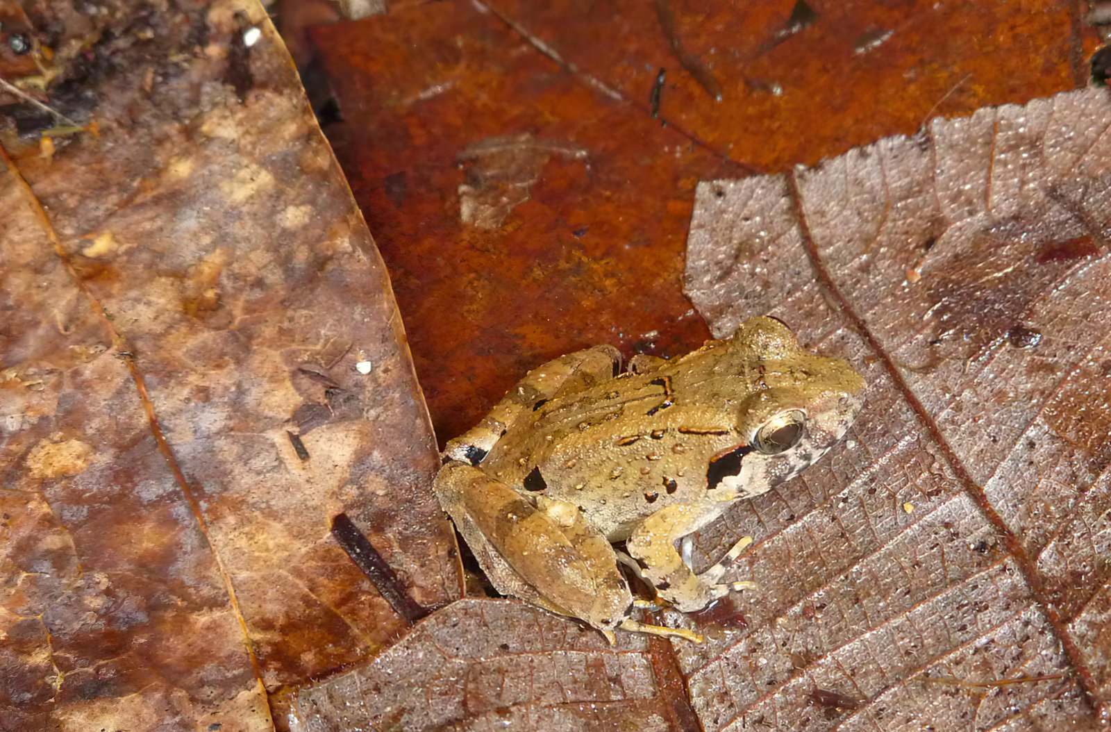 World’s Smallest “Fanged” Frogs Found in Indonesia