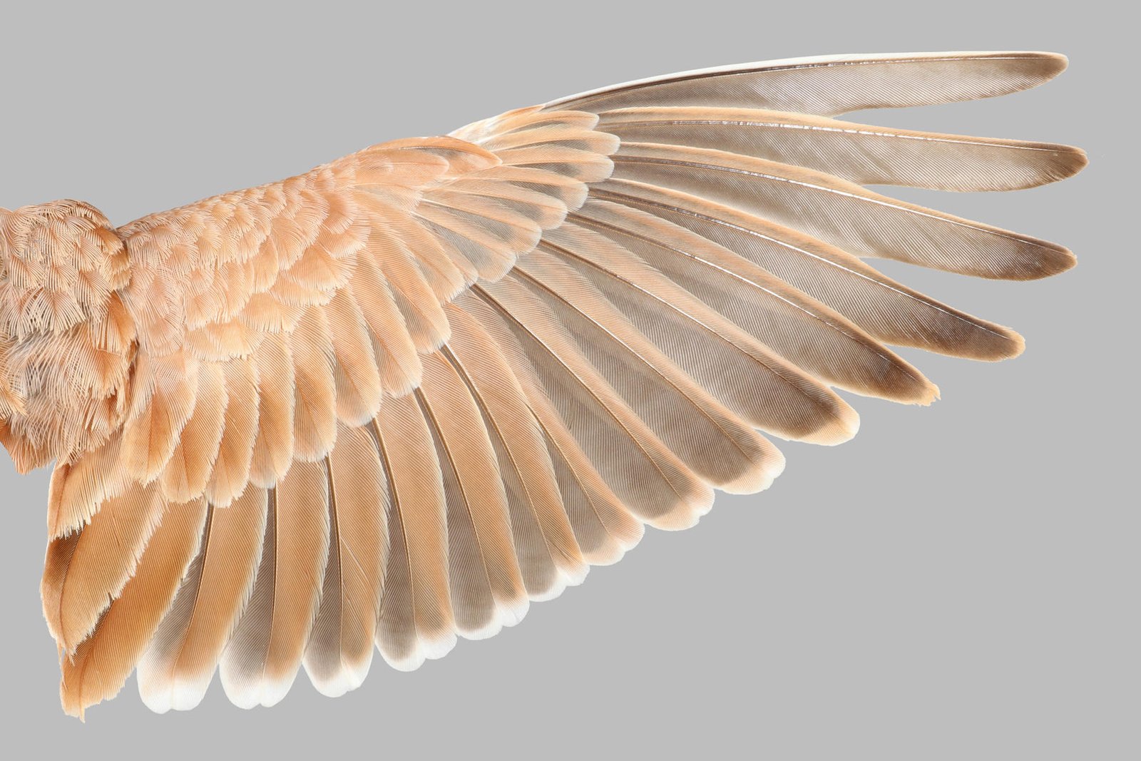 How Did Dinosaurs Take to the Skies? Scientists Uncover Hidden Rule for Flight Feathers