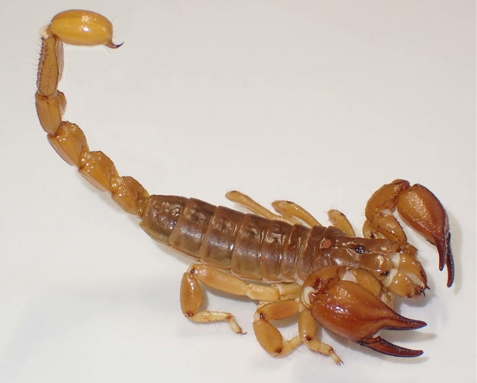 Scientists Discover Surprising “Sexy” Features of Two Mysterious Species of Scorpions