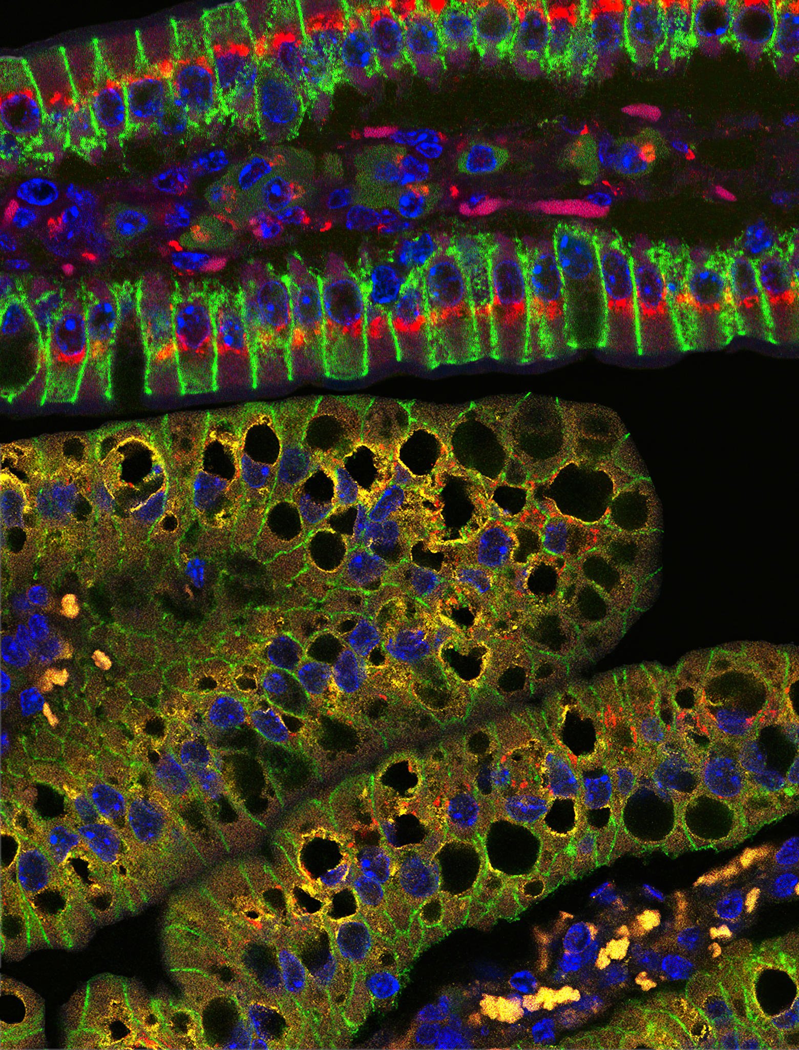 Scientists Uncover the Hidden Role of Mitochondria in Dietary Fat Processing