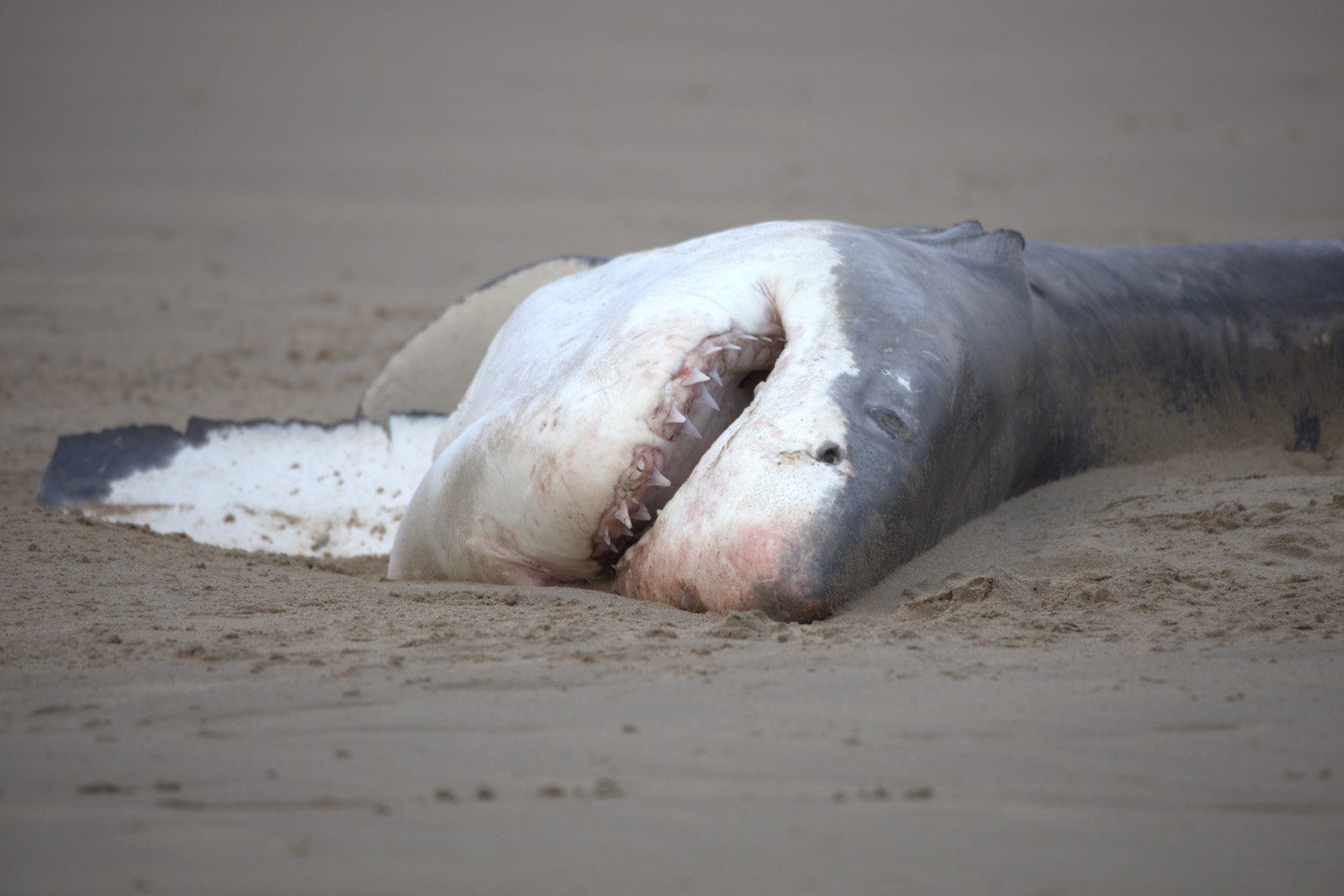 “Astonishing” Footage – Orca’s Solo Hunt of Great White Shark Rattles Marine Science