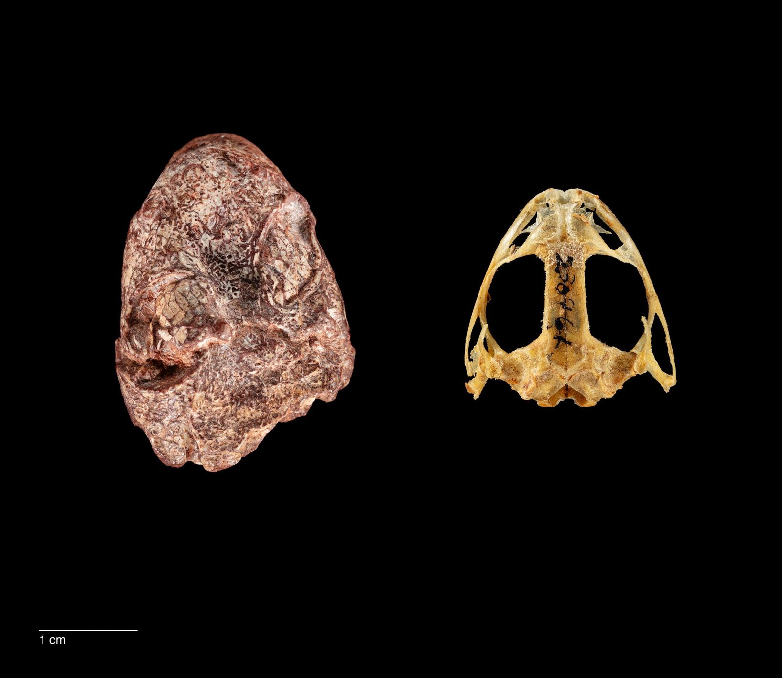 Named After Kermit the Frog – Paleontologists Discover 270-Million-Year-Old Ancient Amphibian Ancestor