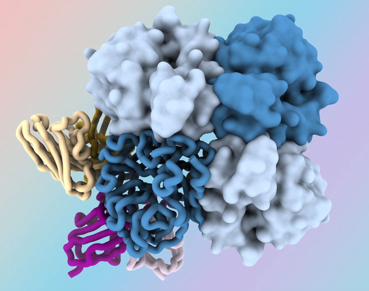 New Antibodies Target “Dark Side” of Virus Protein