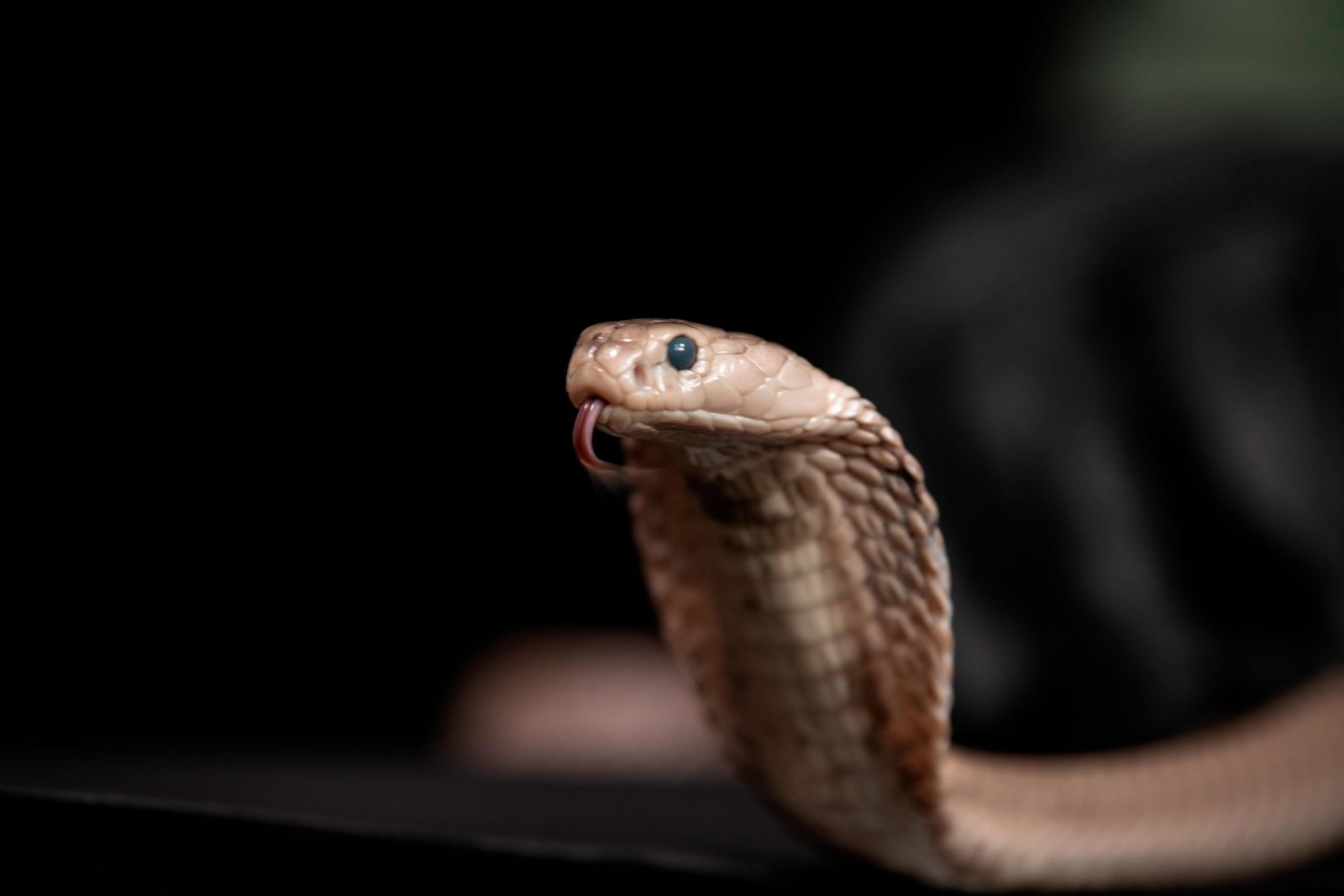 Scientists Have Discovered a Potential Universal Antivenom