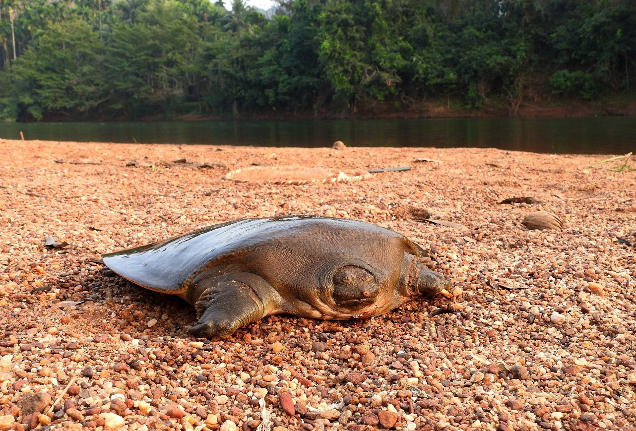 Scientists Uncover Hidden Turtle Paradise in Kerala’s Rivers