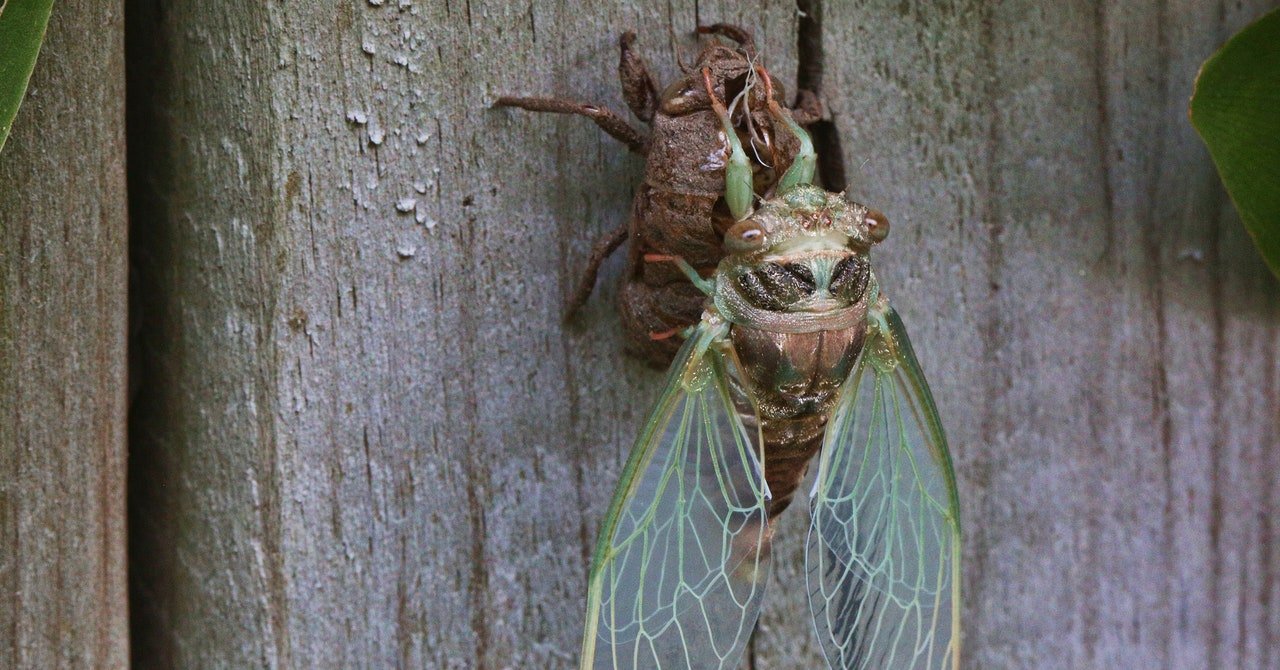 The Earth Will Feast on Dead Cicadas