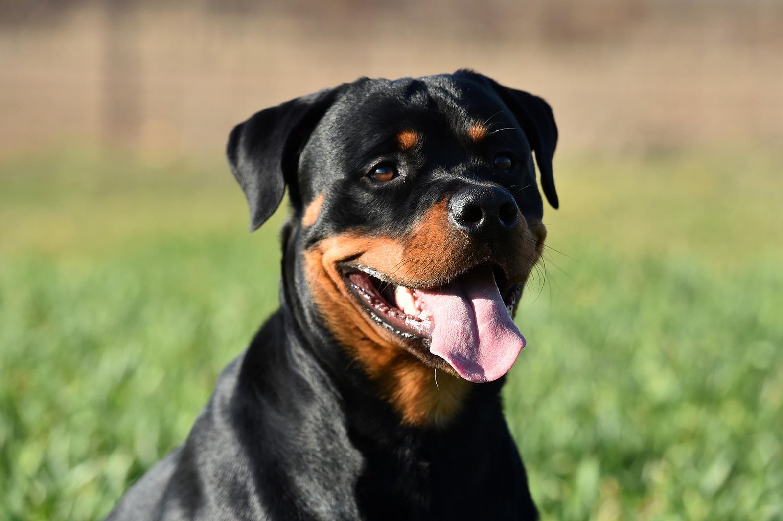 The Surprising Science Behind Neutering Rottweilers