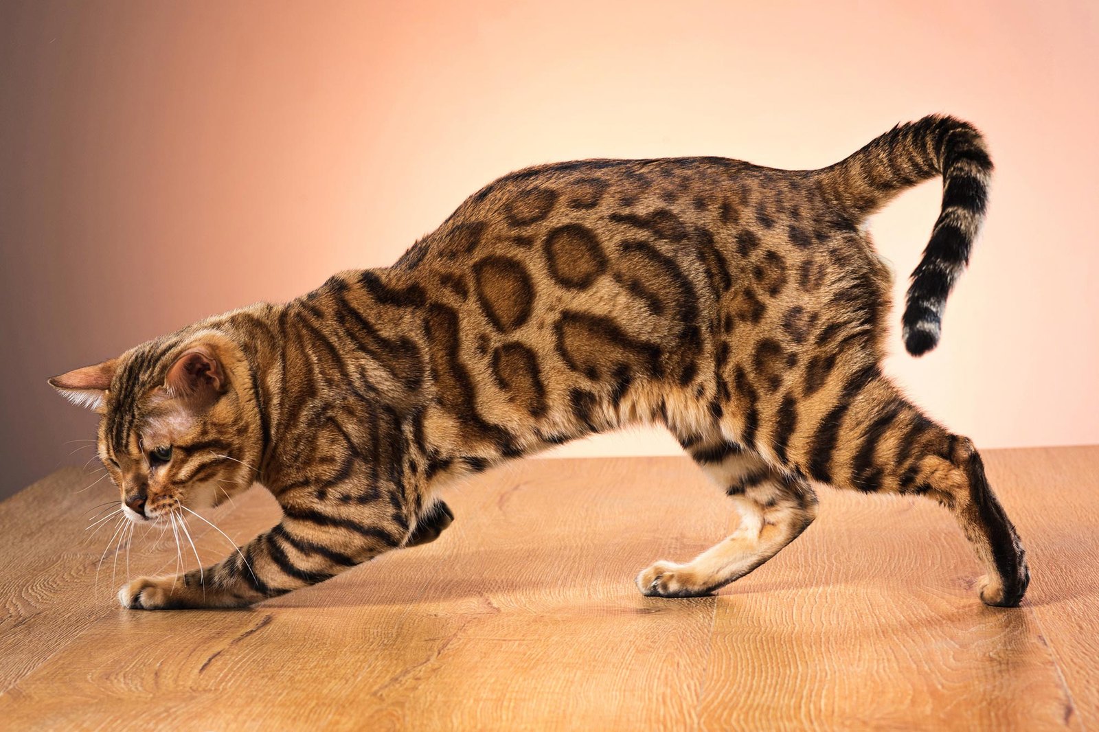 Bengal Cats’ Wild Appearance From Domestic DNA