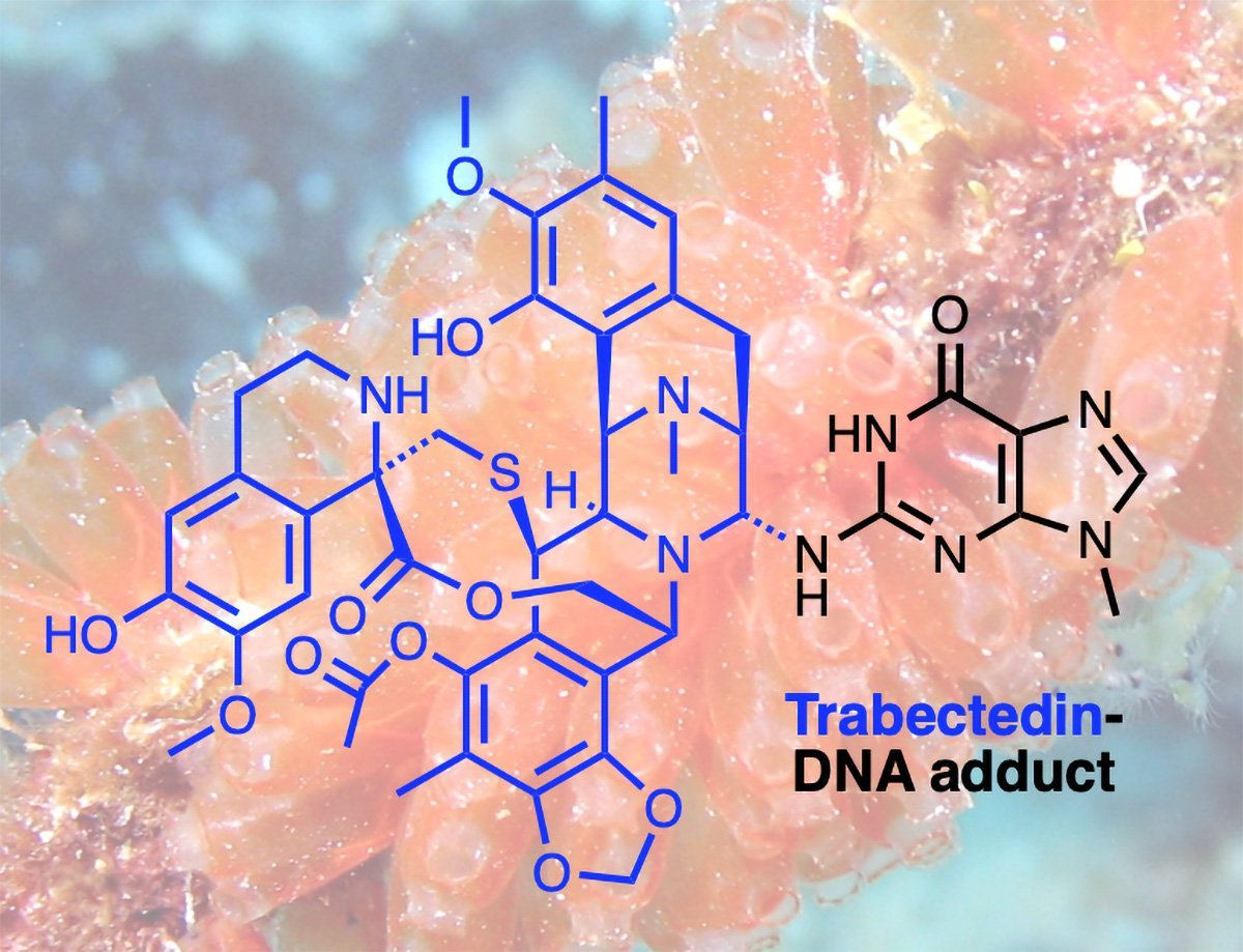 This Natural Compound Combats Cancer – Scientists Have Finally Figured Out How