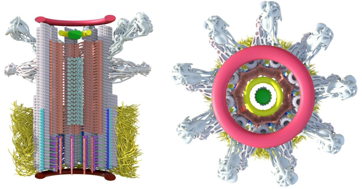 Unlocking the Mysteries of Cell Structure With Cutting-Edge Imaging