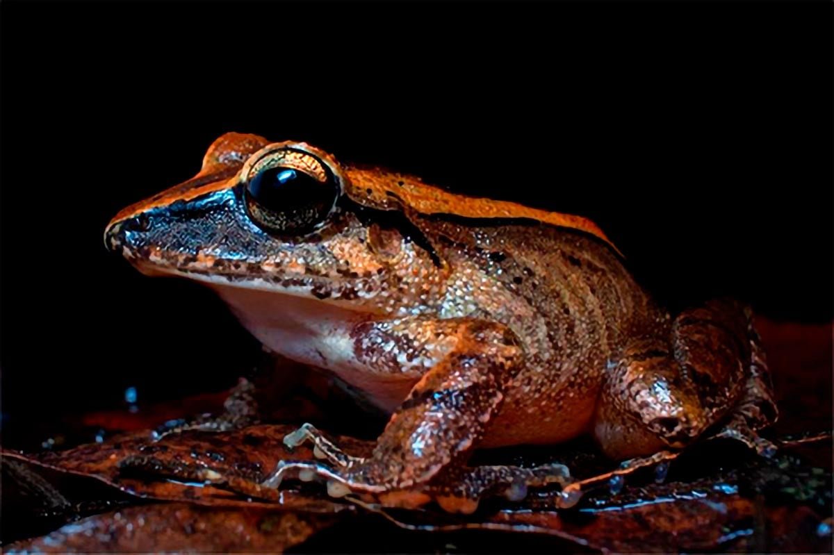 Unlocking the Mysteries of Ultrasonic Communication in Frogs