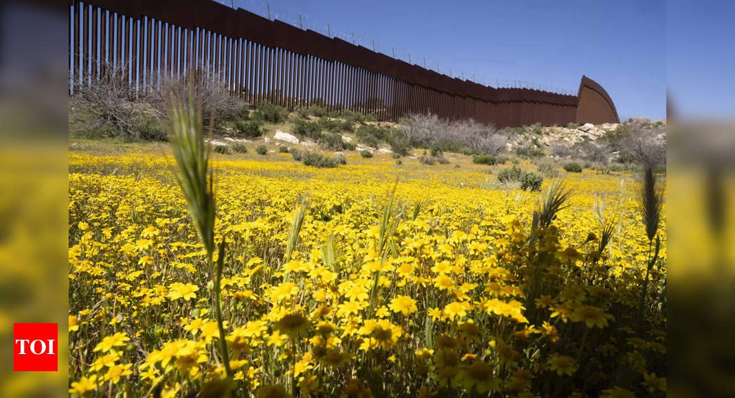 Botanists are scouring the US-Mexico border to document a forgotten ecosystem split by a giant wall
