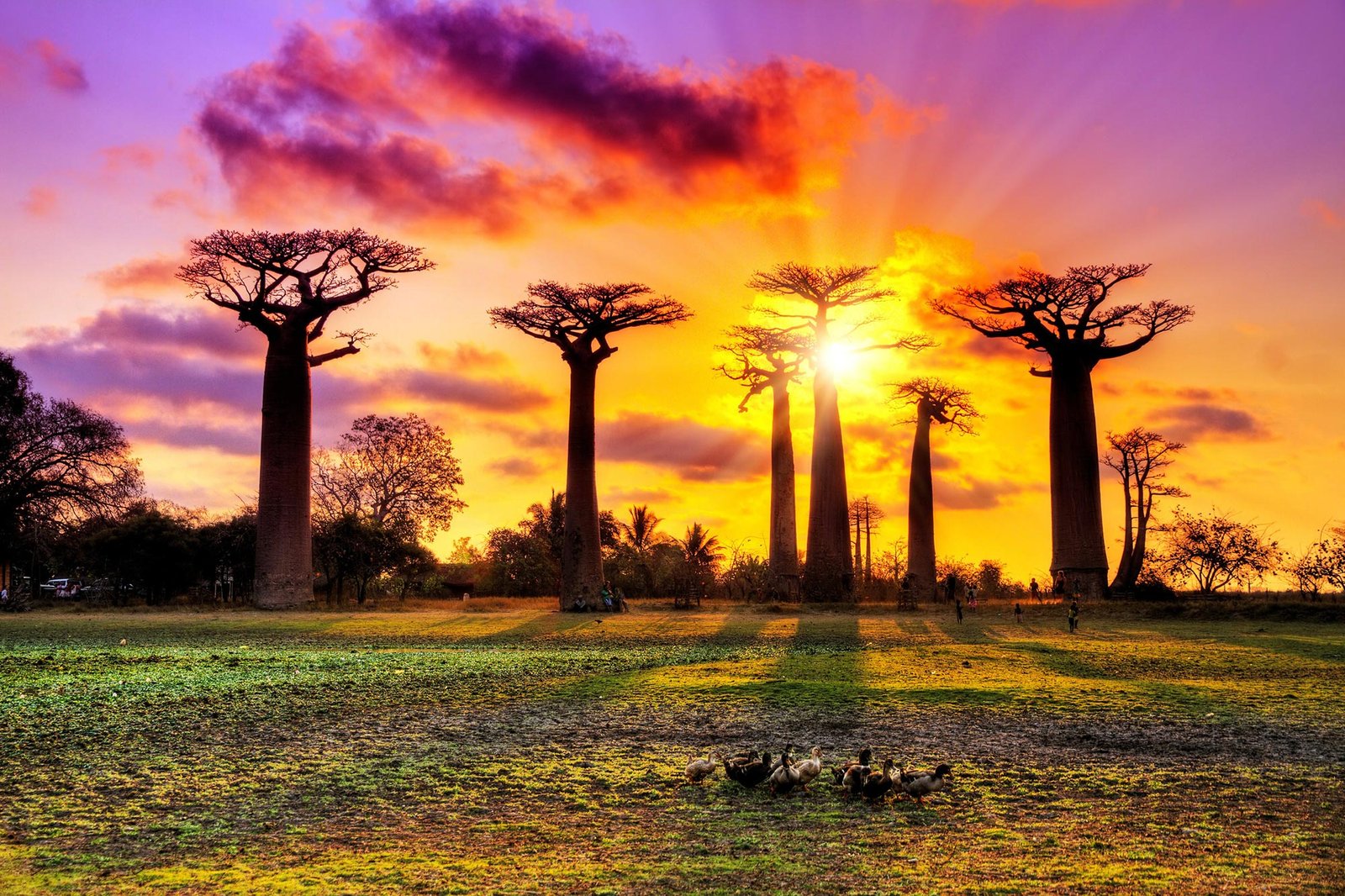 Decoding the Mysterious Origins of Baobab Trees