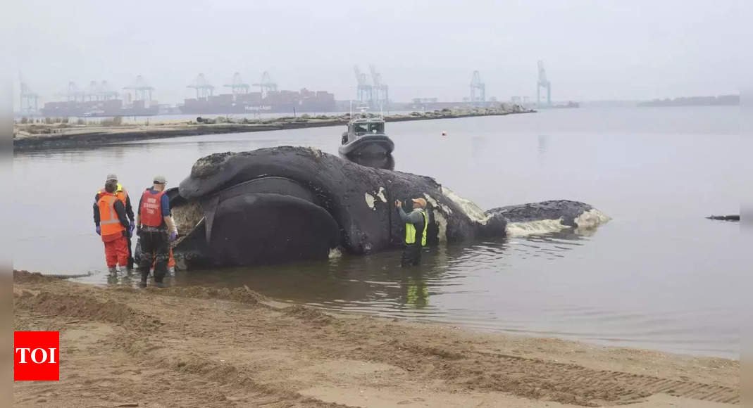 Endangered 44-foot whale dead on collision with massive cruise ship, dragged into New York city port