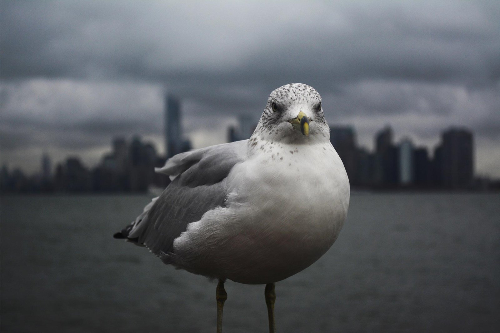 Highly Pathogenic H5N1 Avian Flu Detected in New York City Wild Birds