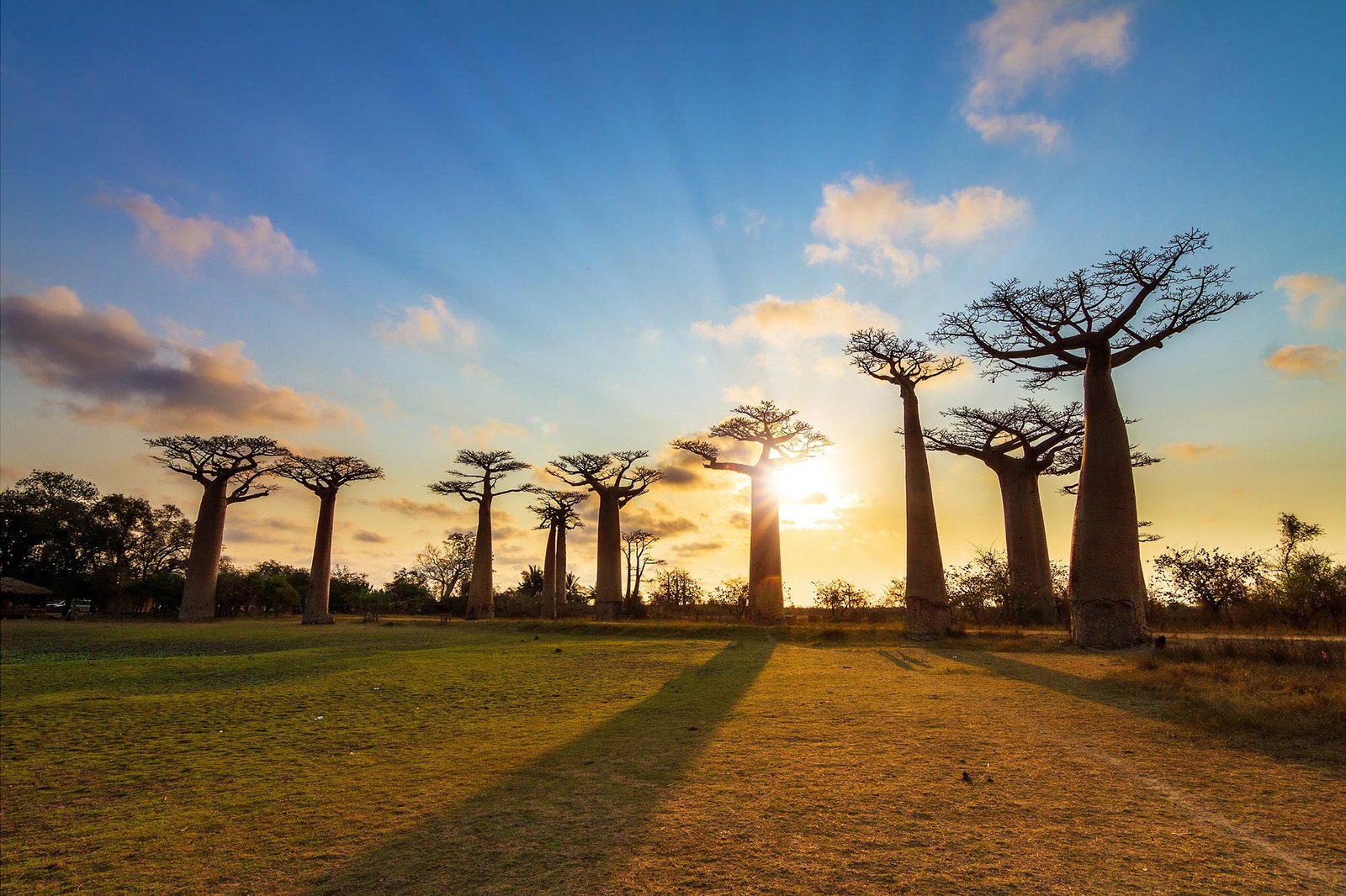 How Baobabs Conquered the World From Madagascar