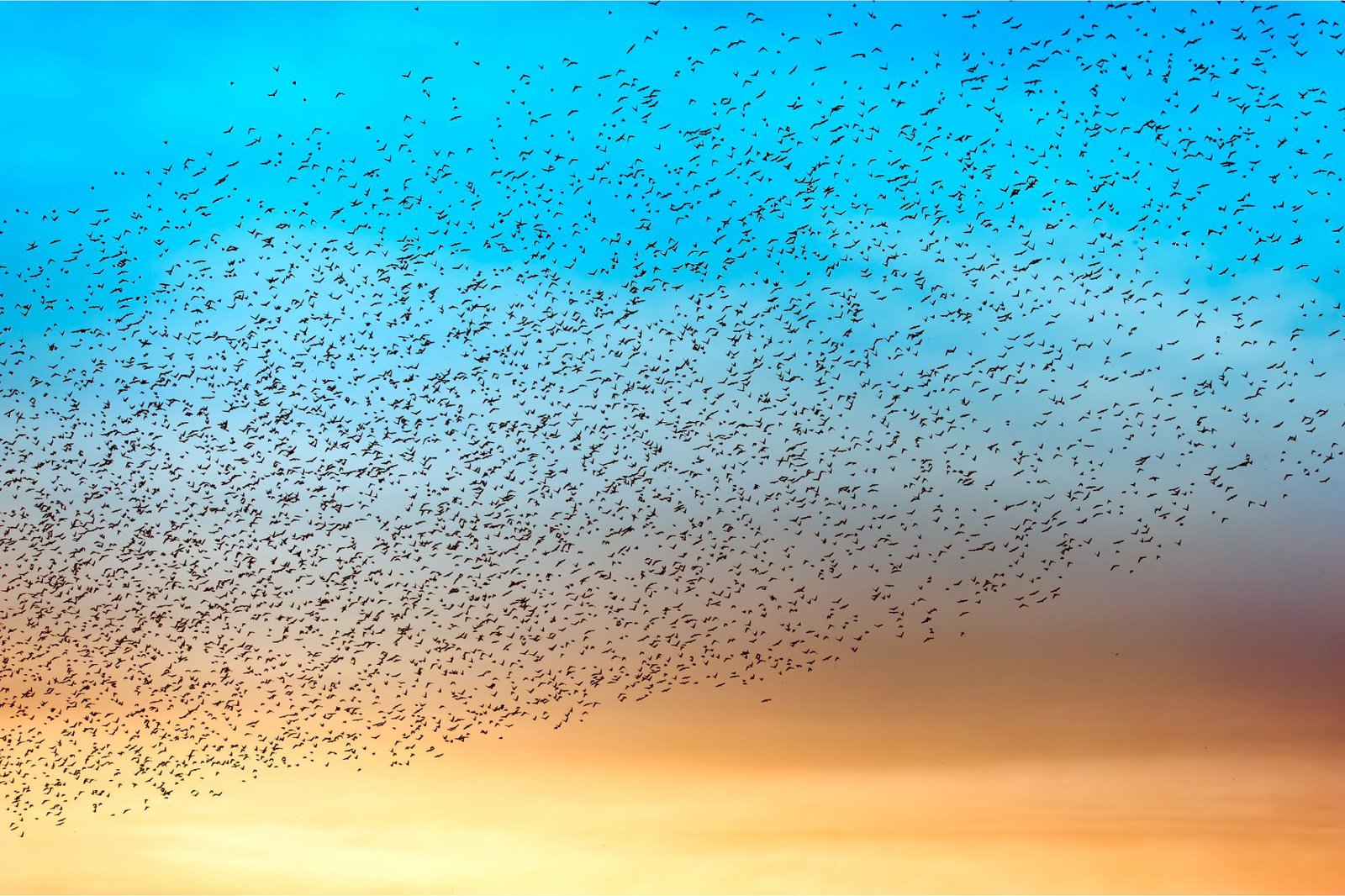 How Do Birds Flock? Researchers Reveal Previously Unknown Aerodynamic Phenomenon