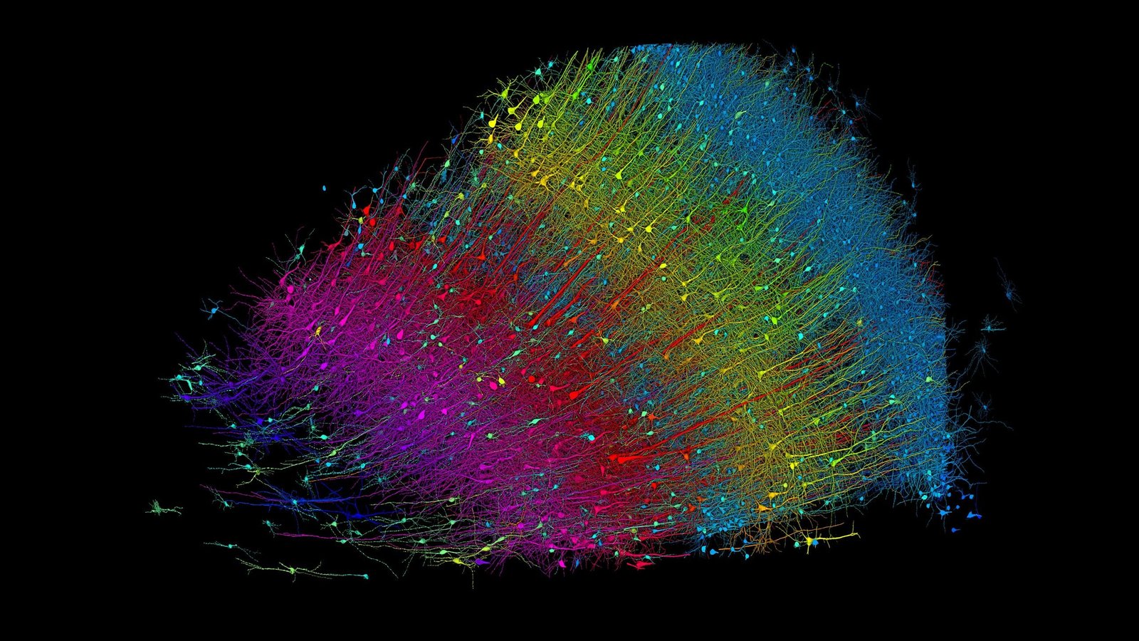 Intricately Detailed 1,400 Terabyte 3D Brain Map