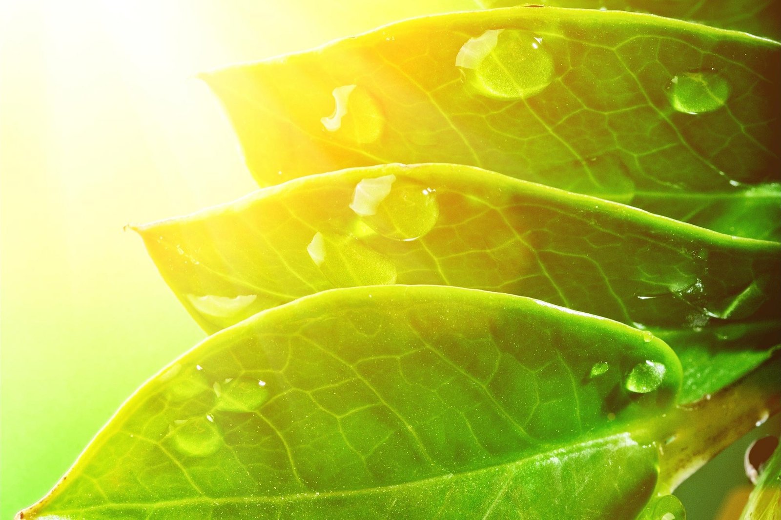 Key Carboxysome Discovery Brings Scientists a Giant Step Closer to Supercharged Photosynthesis