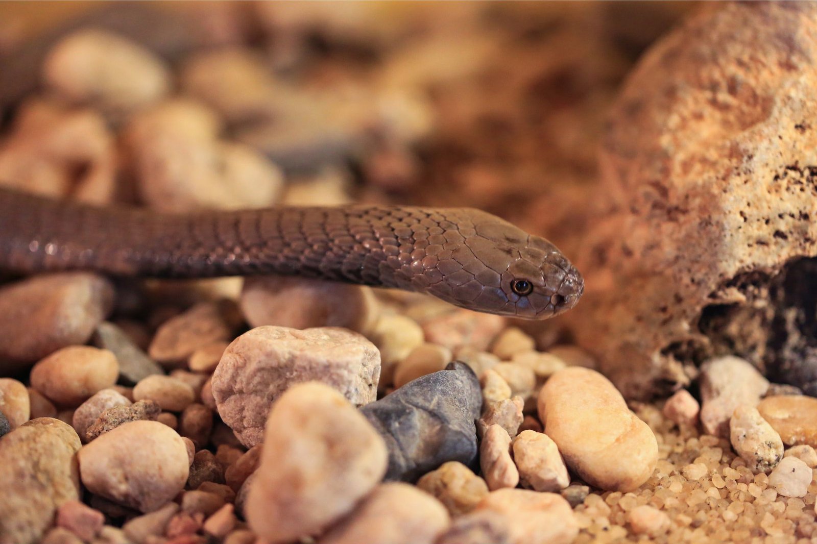 Lifesaving Discovery – First Effective Treatment Found for Spitting Cobra Snakebite