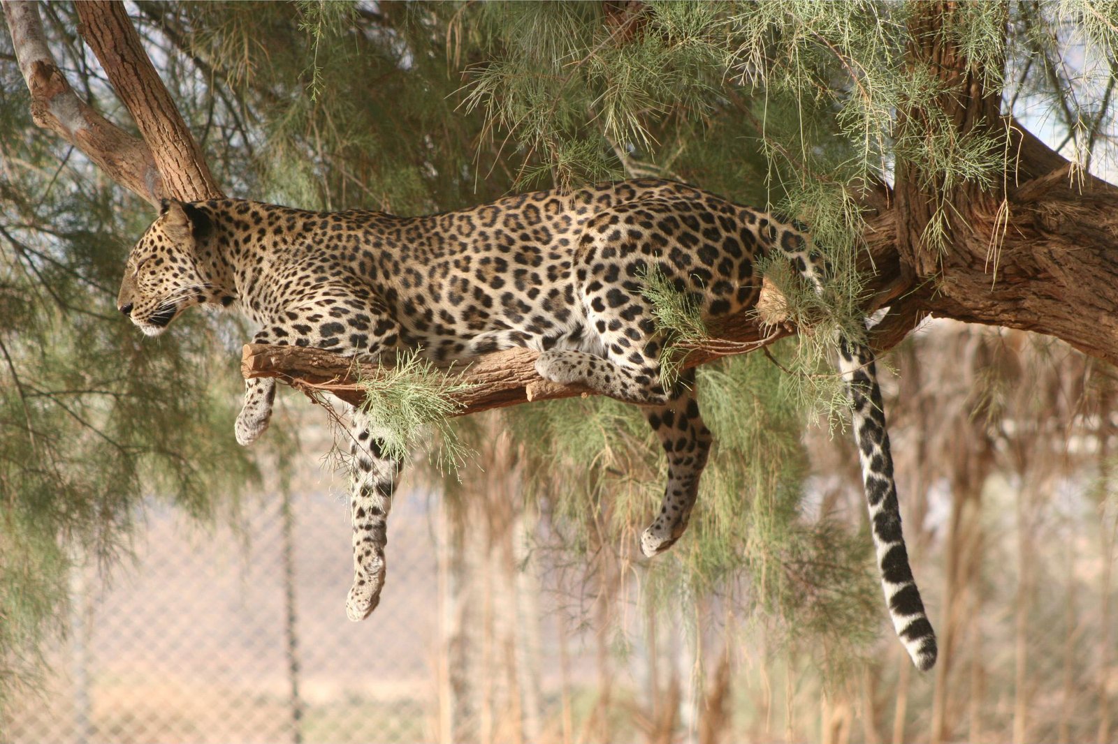 On the Brink of Extinction – Scientists Develop Genetic Rescue Plan for Arabian Leopards