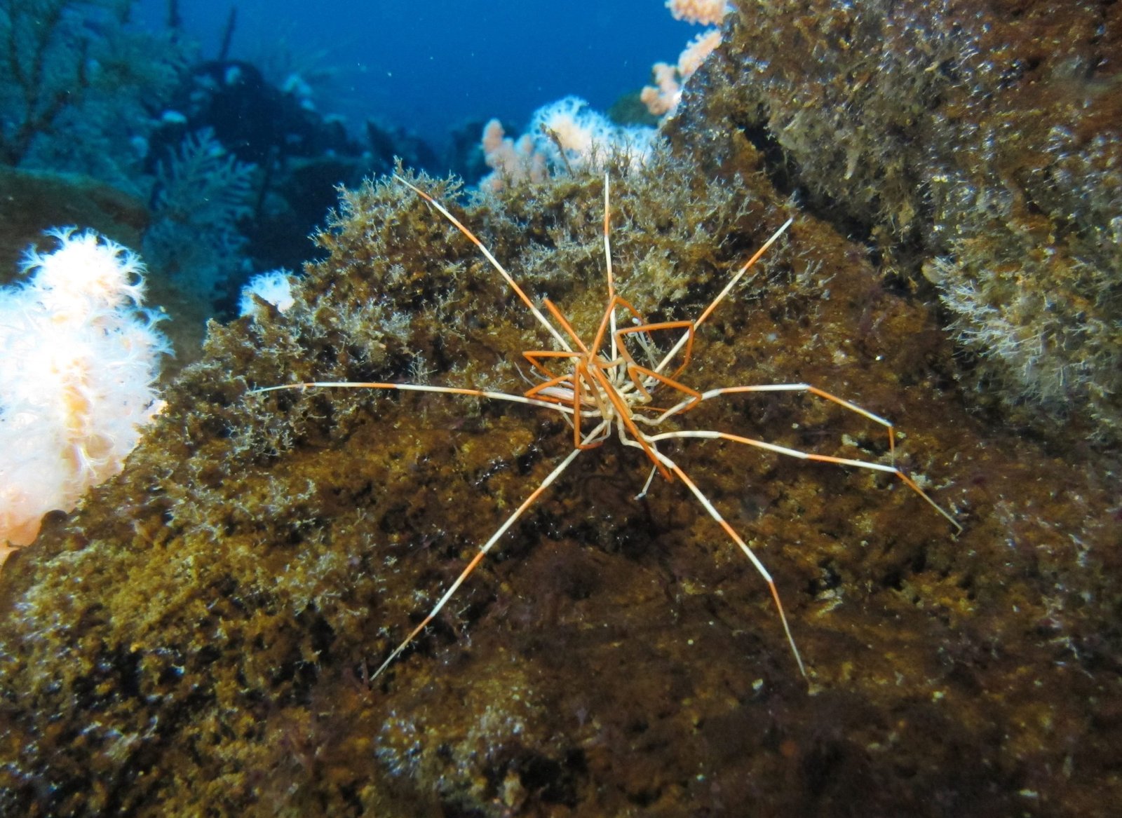 Scientists Solve 140-Year-Old Giant Antarctic Sea Spider Reproductive Mystery