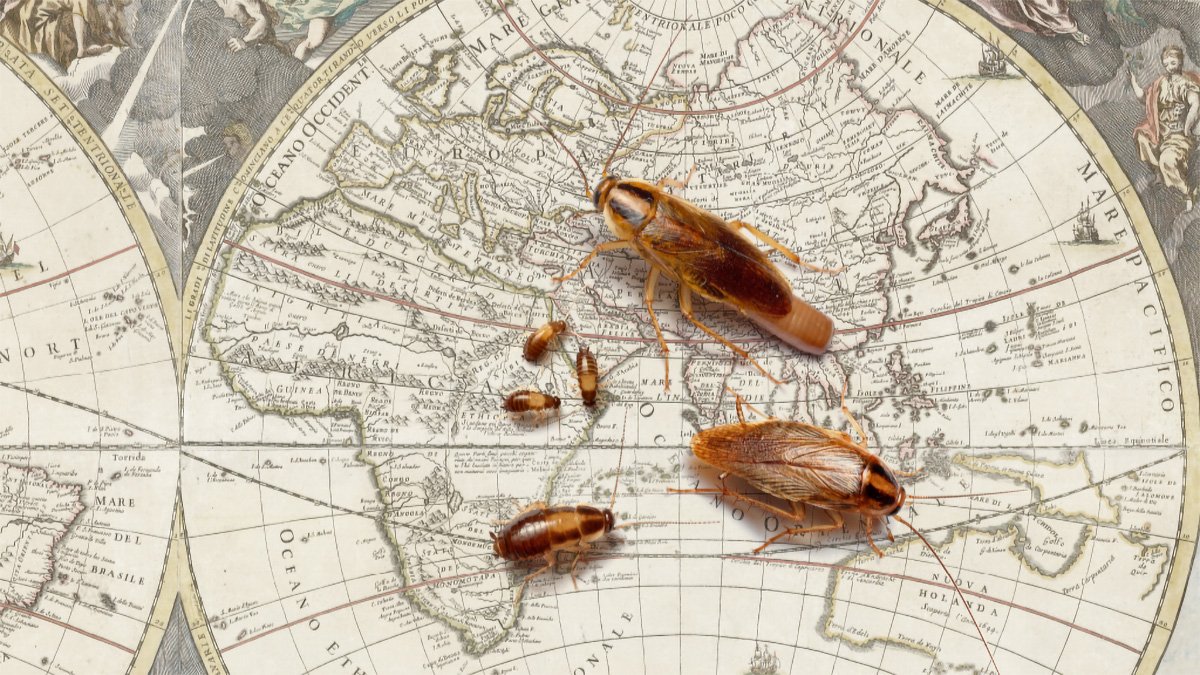 Scientists Solve the 250-Year-Old Origin Mystery of the Most Common Indoor Urban Pest Insect on the Planet