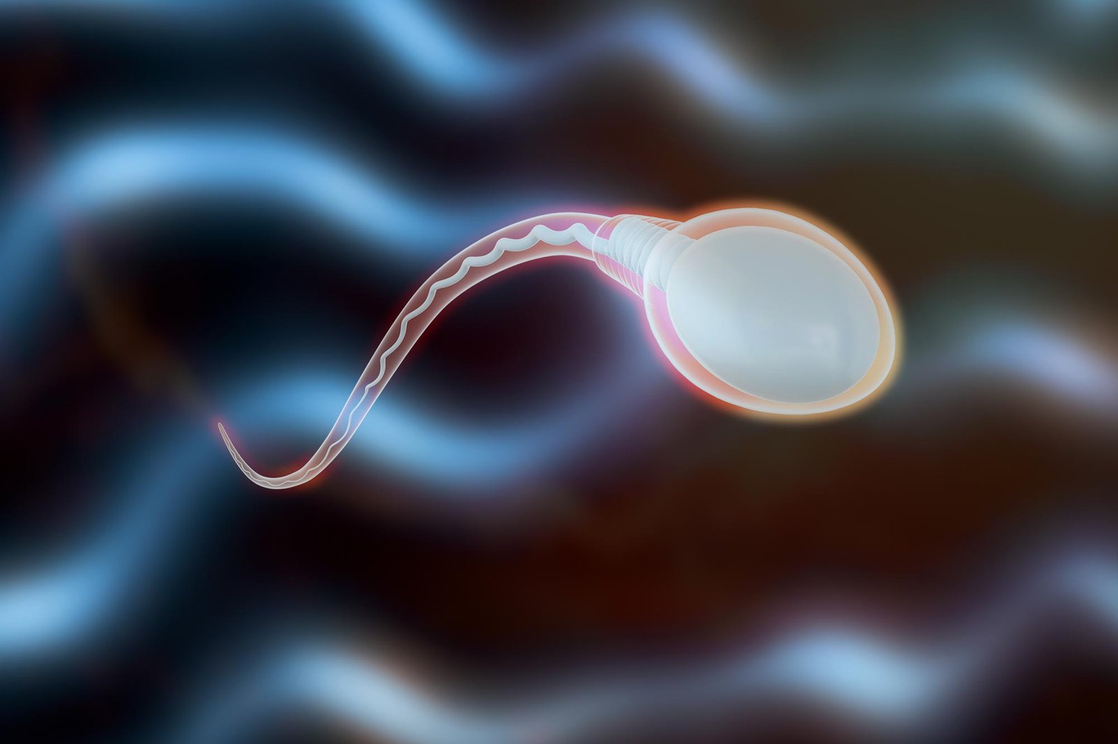 Unlocking Reversible Male Contraception – New Research Suggests a Revolutionary Approach to Fertility Control