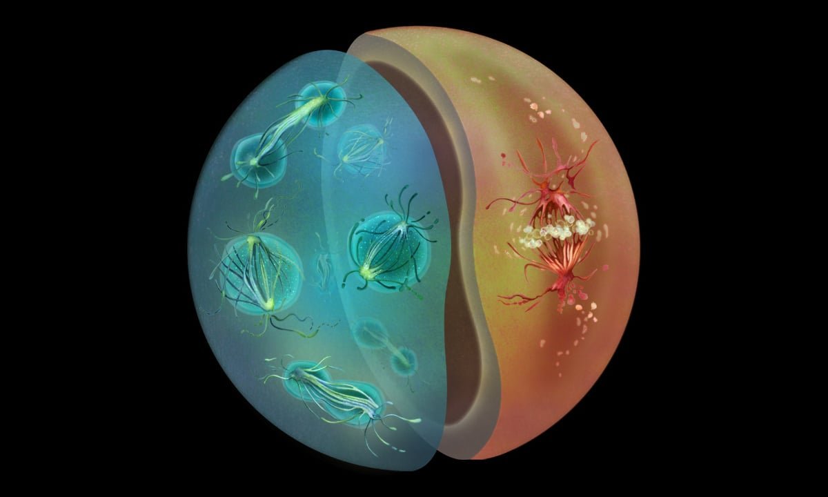 A Billion-Year Evolutionary Tale – Biologists Trace Cell Division Back to Its Roots