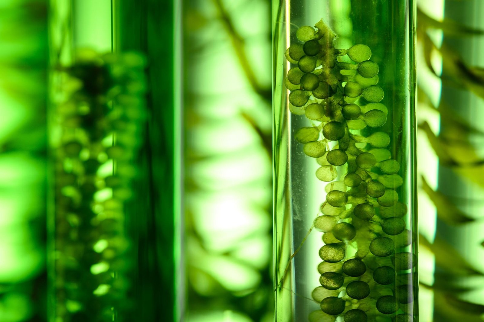 A Potential Breakthrough for Sustainable Biofuel