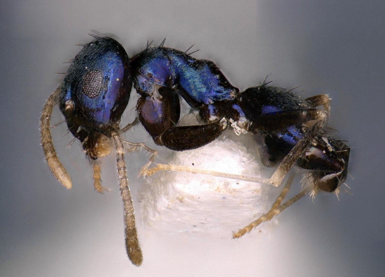 Dazzling New Blue Ant Species Unearthed in India