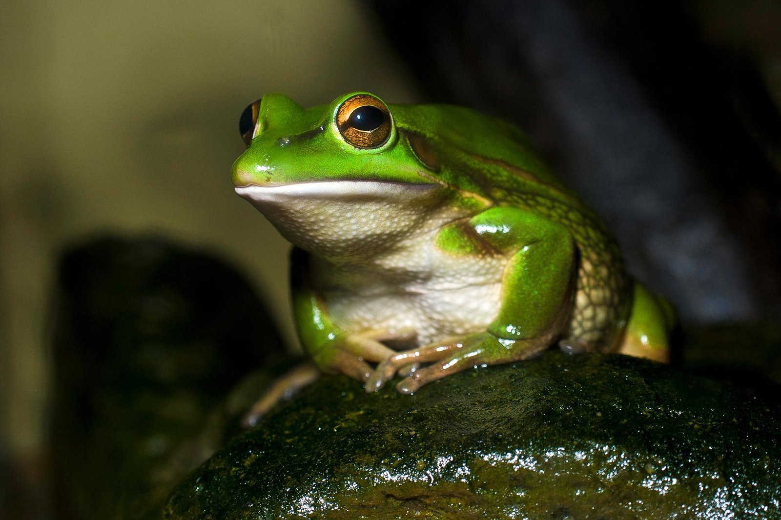 Frog ‘Saunas’ – Pandemic Protection for Endangered Frogs Facing a Deadly Global Fungus