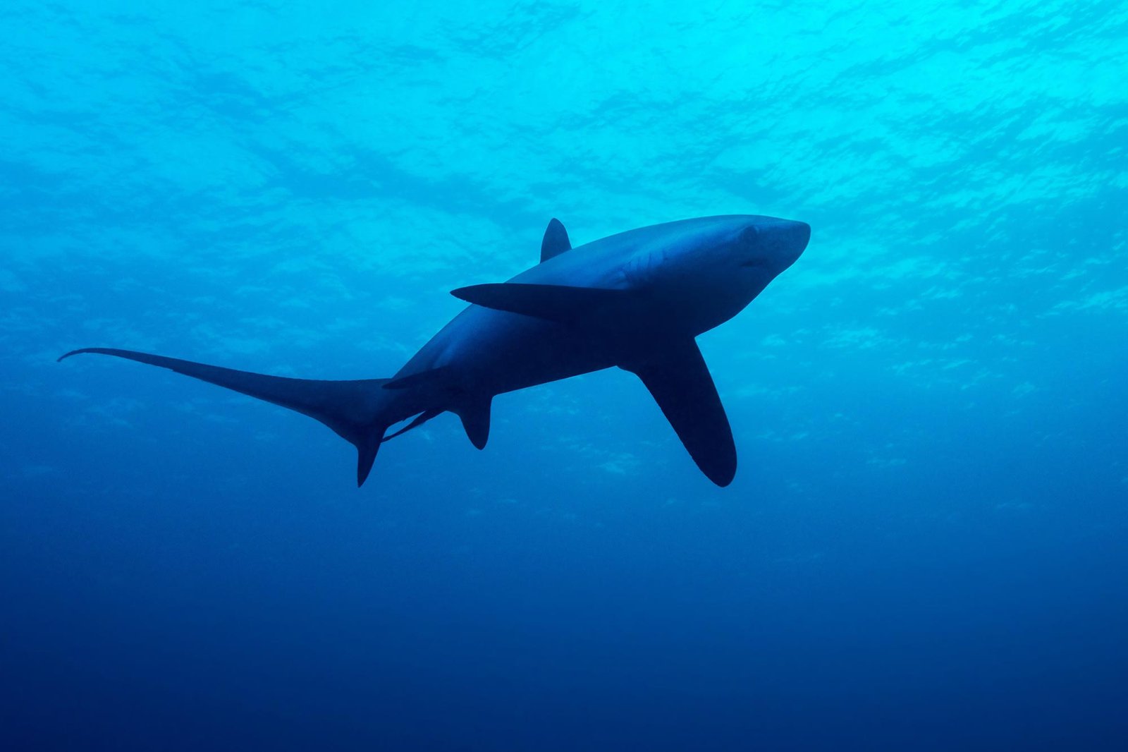 How Ancient Sharks Survived Earth’s Hottest Oceans