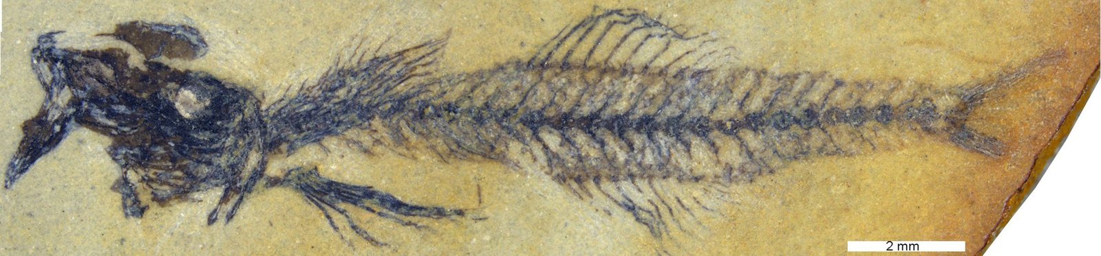 New Genus Discovered – Paleontologists Unearth 18-Million-Year-Old Goby Fossil