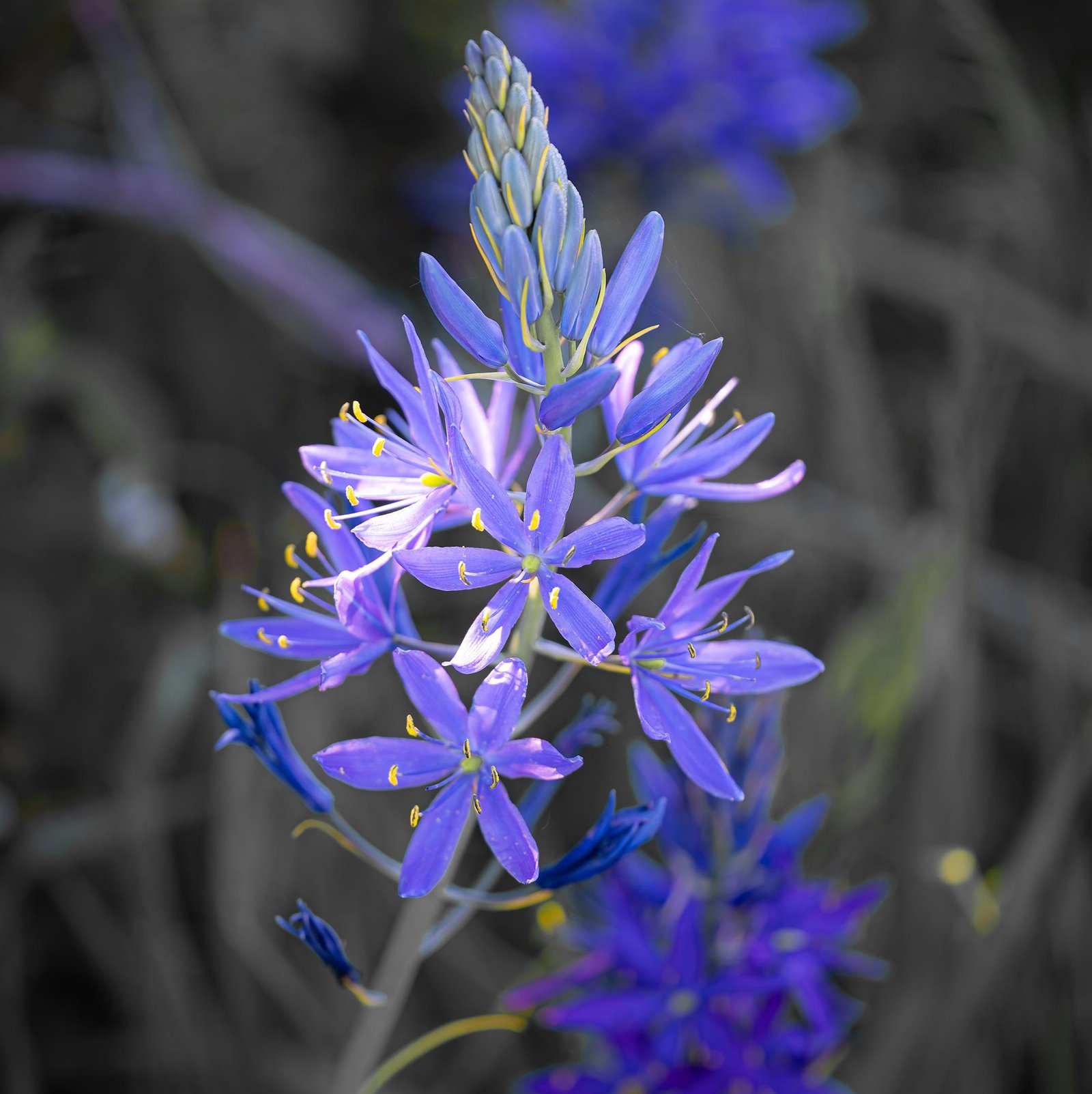 New Study Reveals Age-Old Secrets of Camas Cultivation