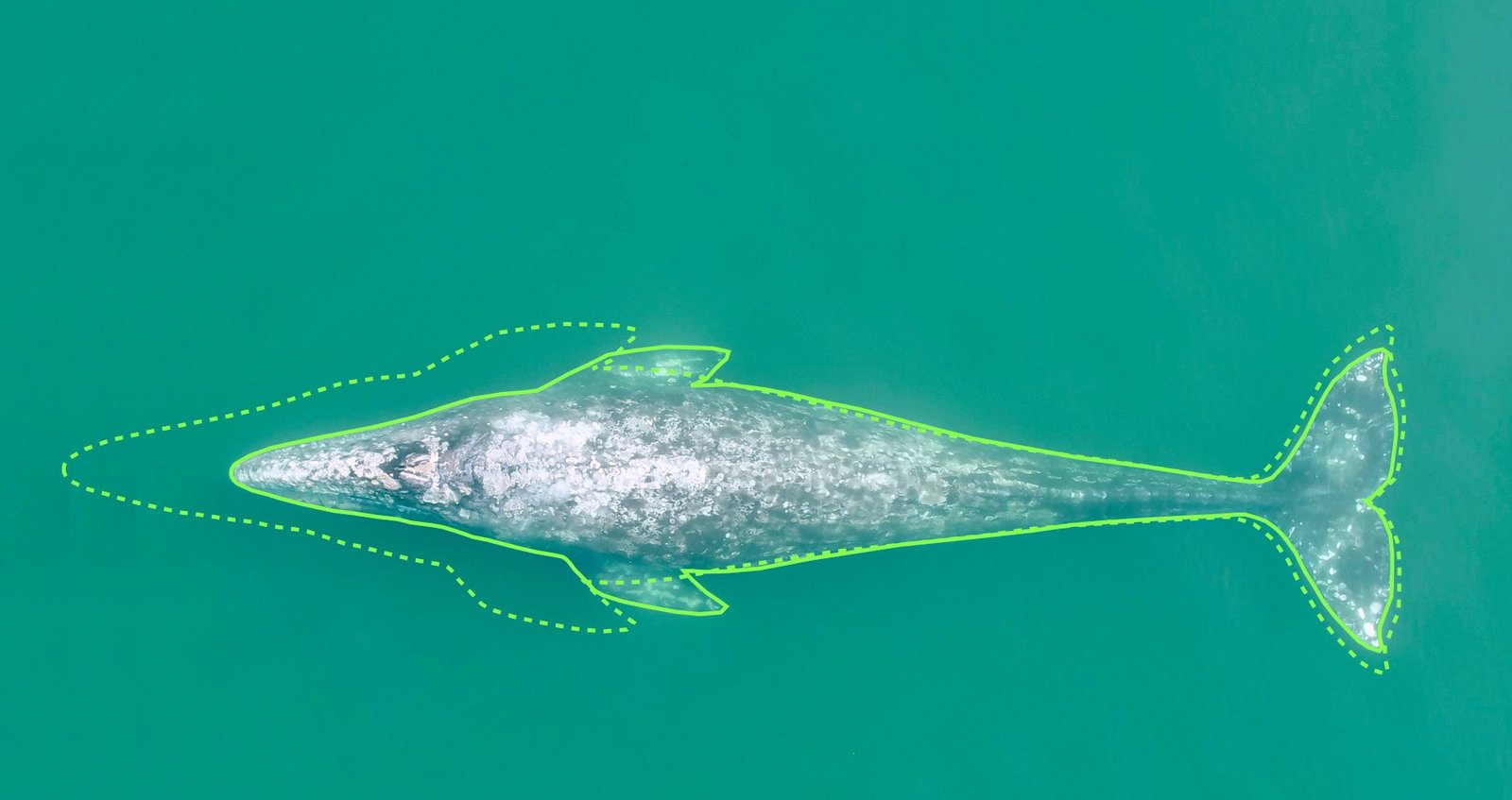 Pacific Coast Gray Whales Are Shrinking