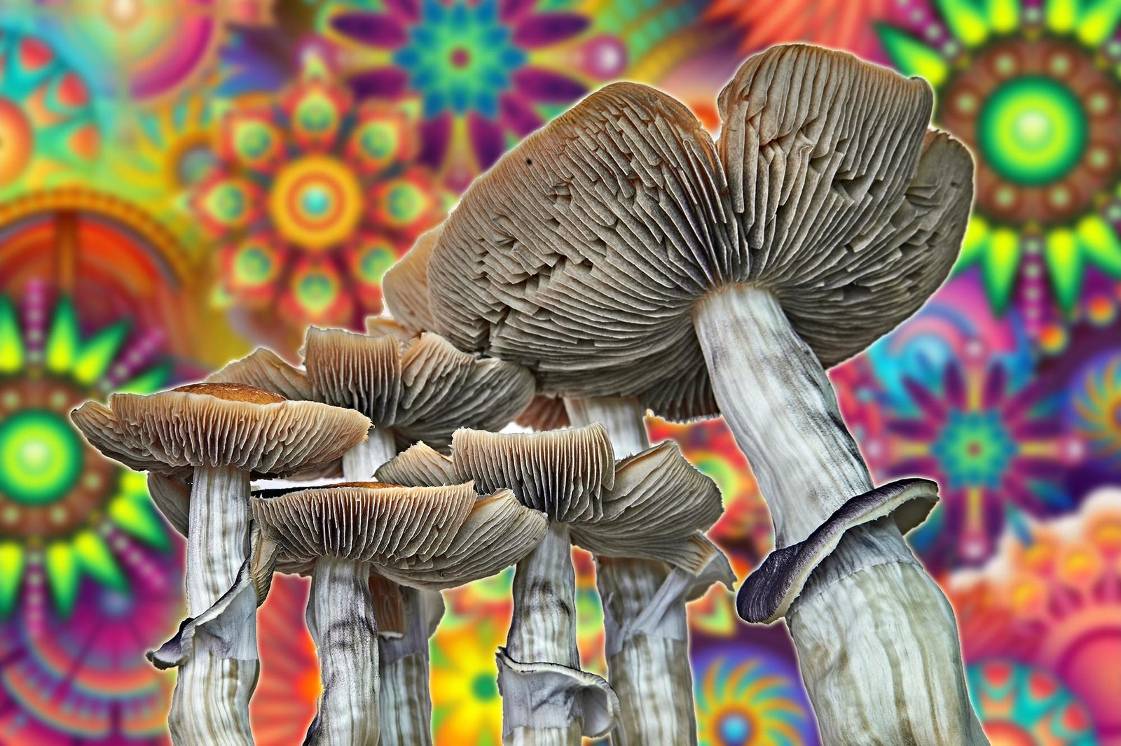 Rising Popularity of “Magic” Amanita Mushrooms Raises Alarms – Scientists Warn of Serious Dangers