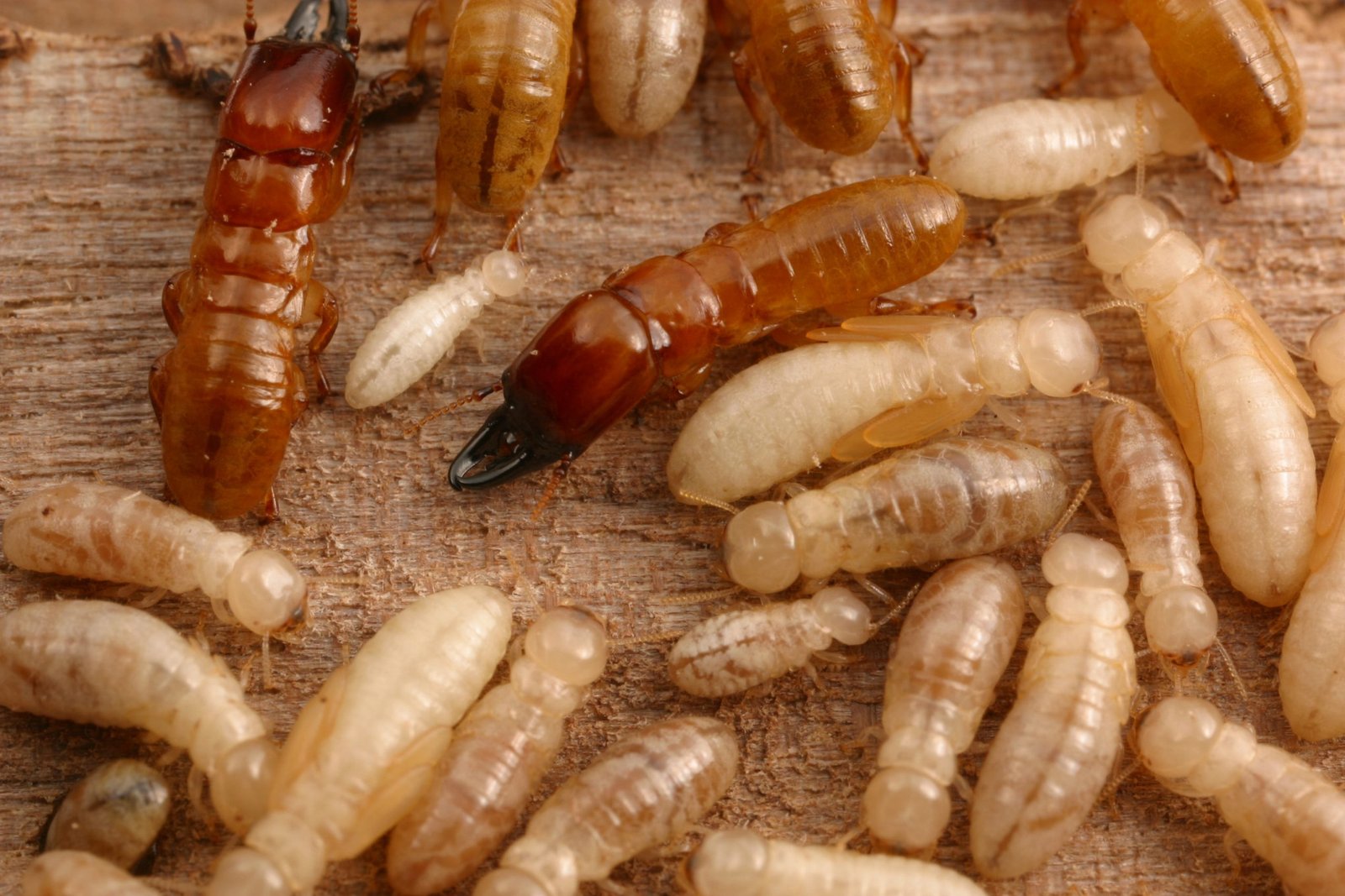 Scientists Develop New, More Effective, and Non-Toxic Way To Kill Termites