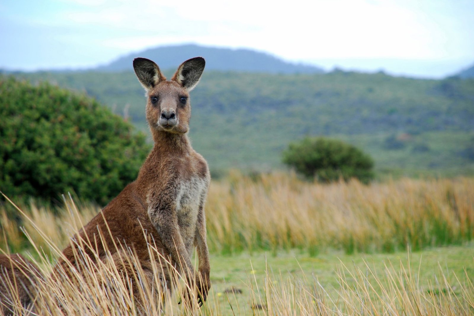 Scientists Have Identified Australia’s Most Frightening Predator