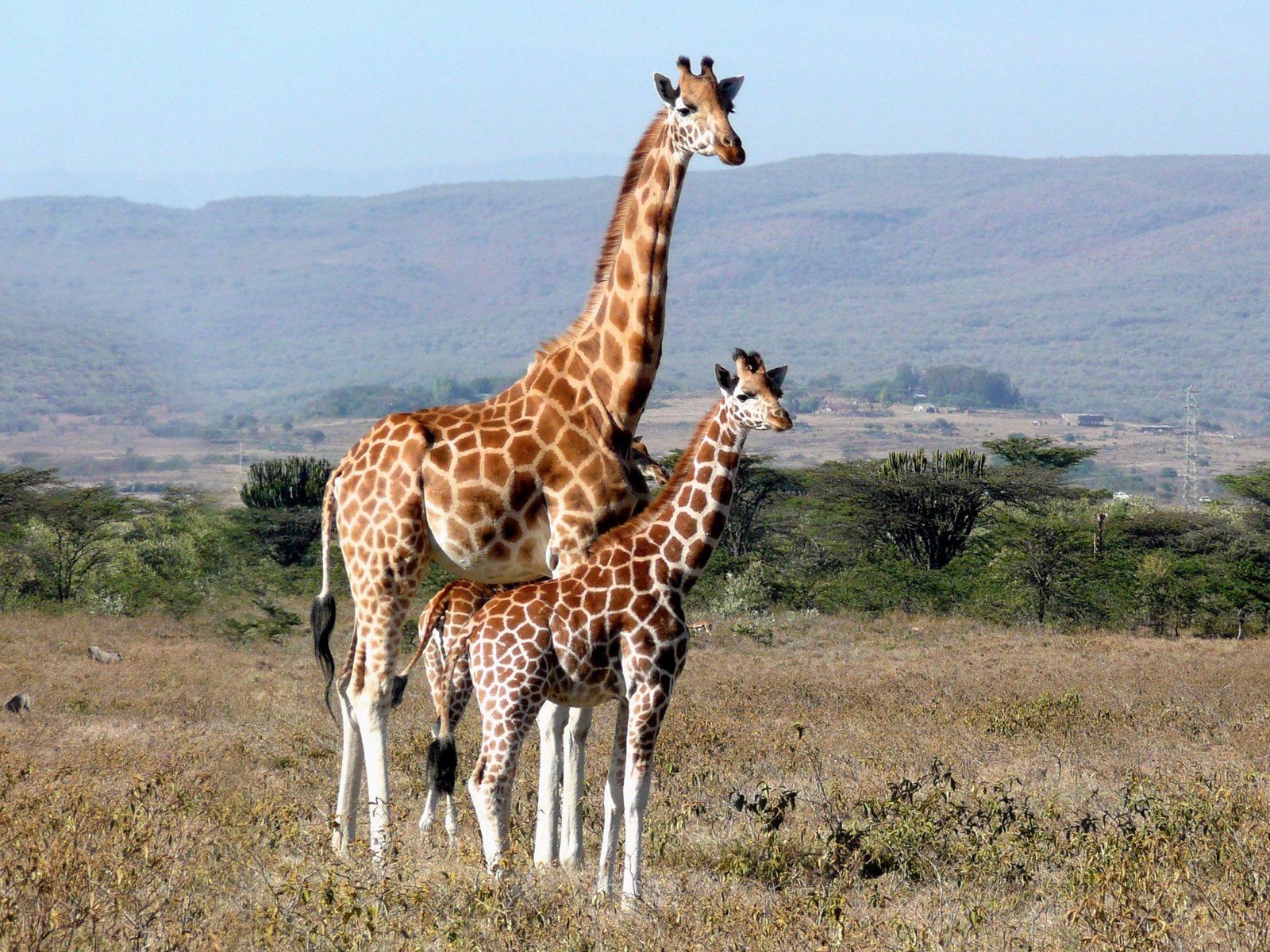 Scientists Identify Unexpected Drivers Behind Giraffes’ Long Necks