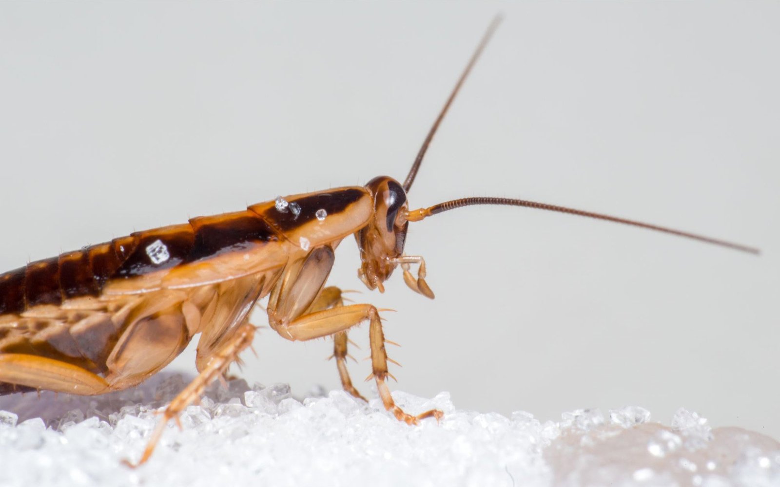 Scientists Unveil Surprising Man-Made Origins of the German Cockroach