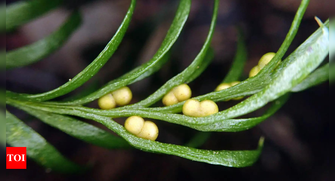 Scientists find the largest known genome inside a small plant