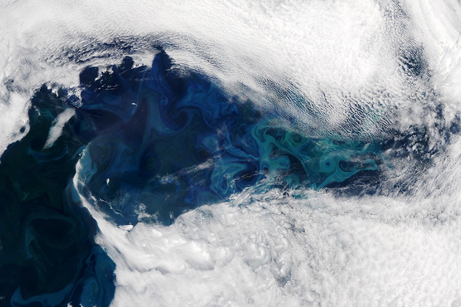 Stunning Phytoplankton Bloom Stretches for Hundreds of Miles Across the North Atlantic