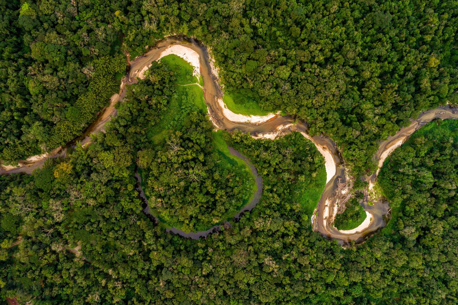 The Amazon’s Surprising Drought Response