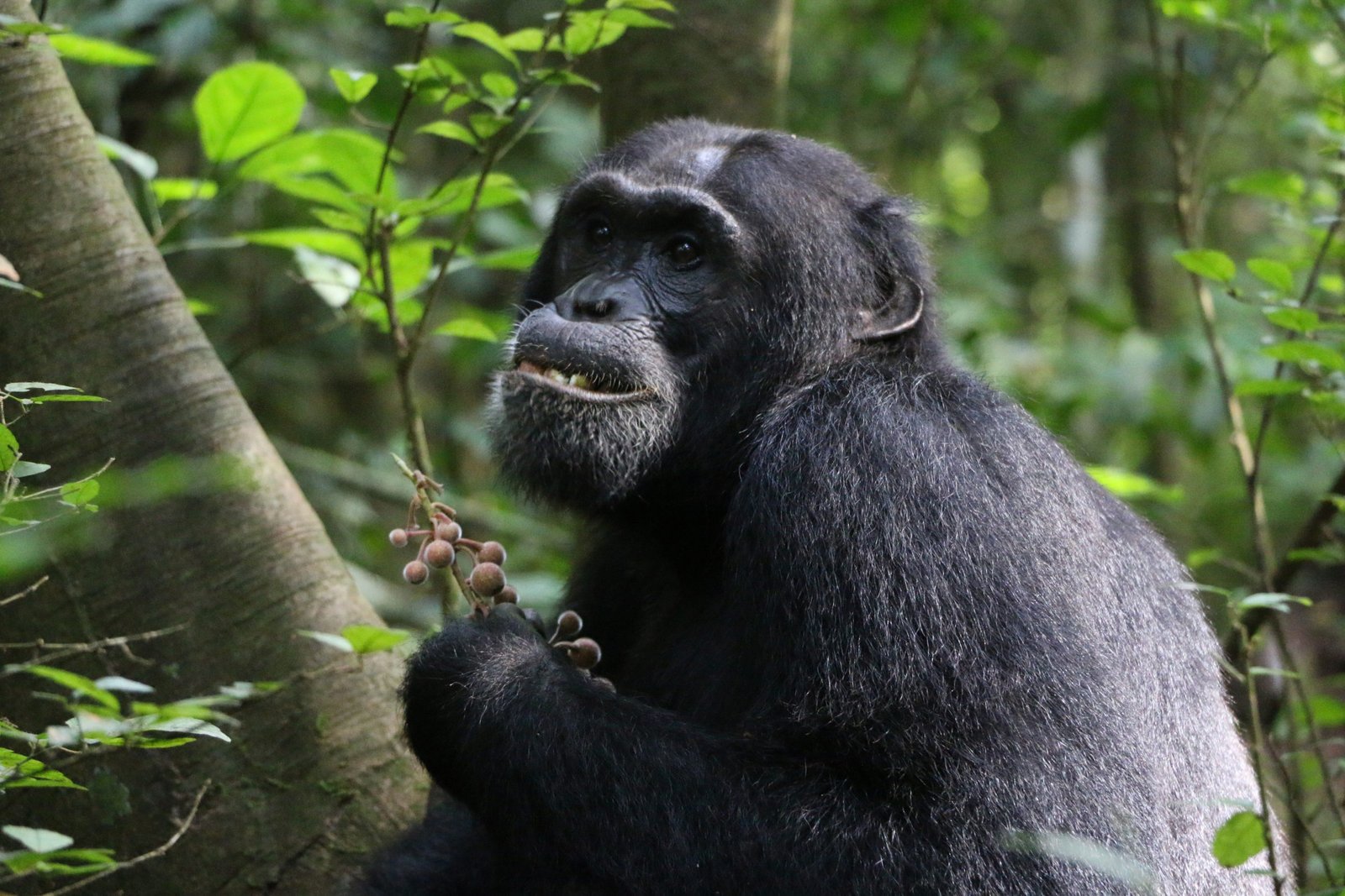 Wild Chimpanzees Found To Treat Illnesses With Medicinal Plants
