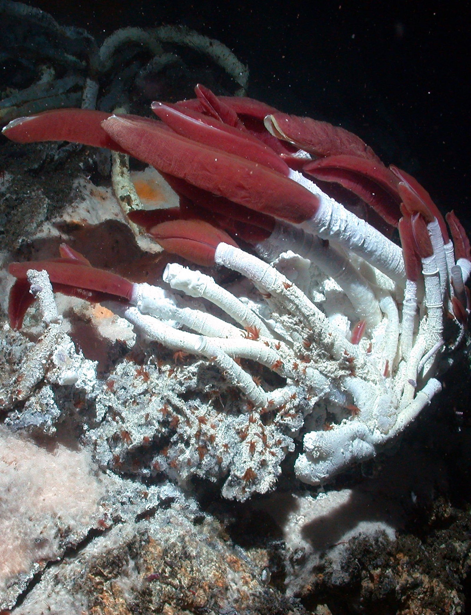 Harvard Scientists Reveal Amazing Survival Strategies of Giant Deep-Sea Vent Tubeworm