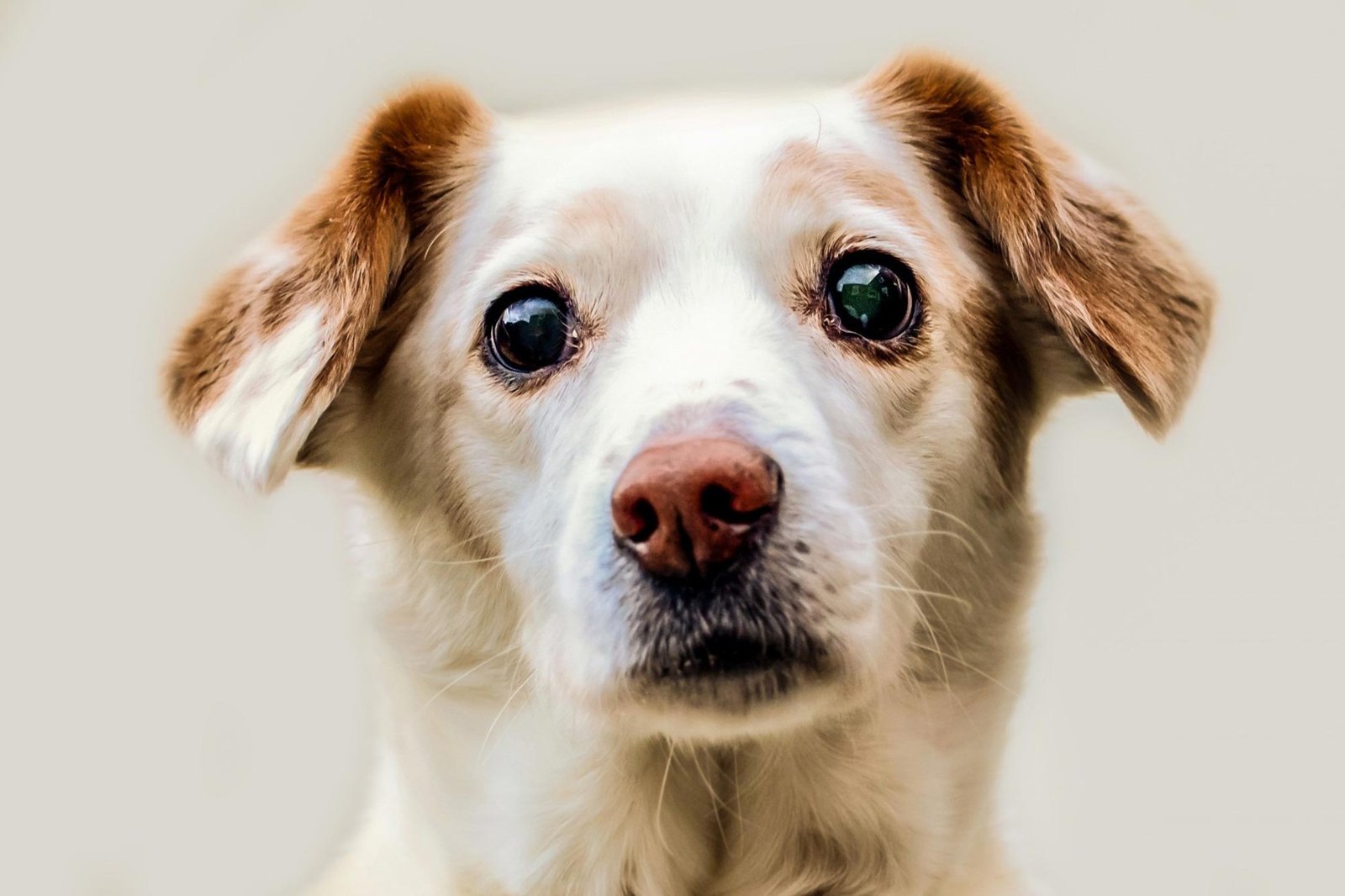 How Man’s Best Friend Is Unlocking the Secrets To Beat E. coli Superbugs