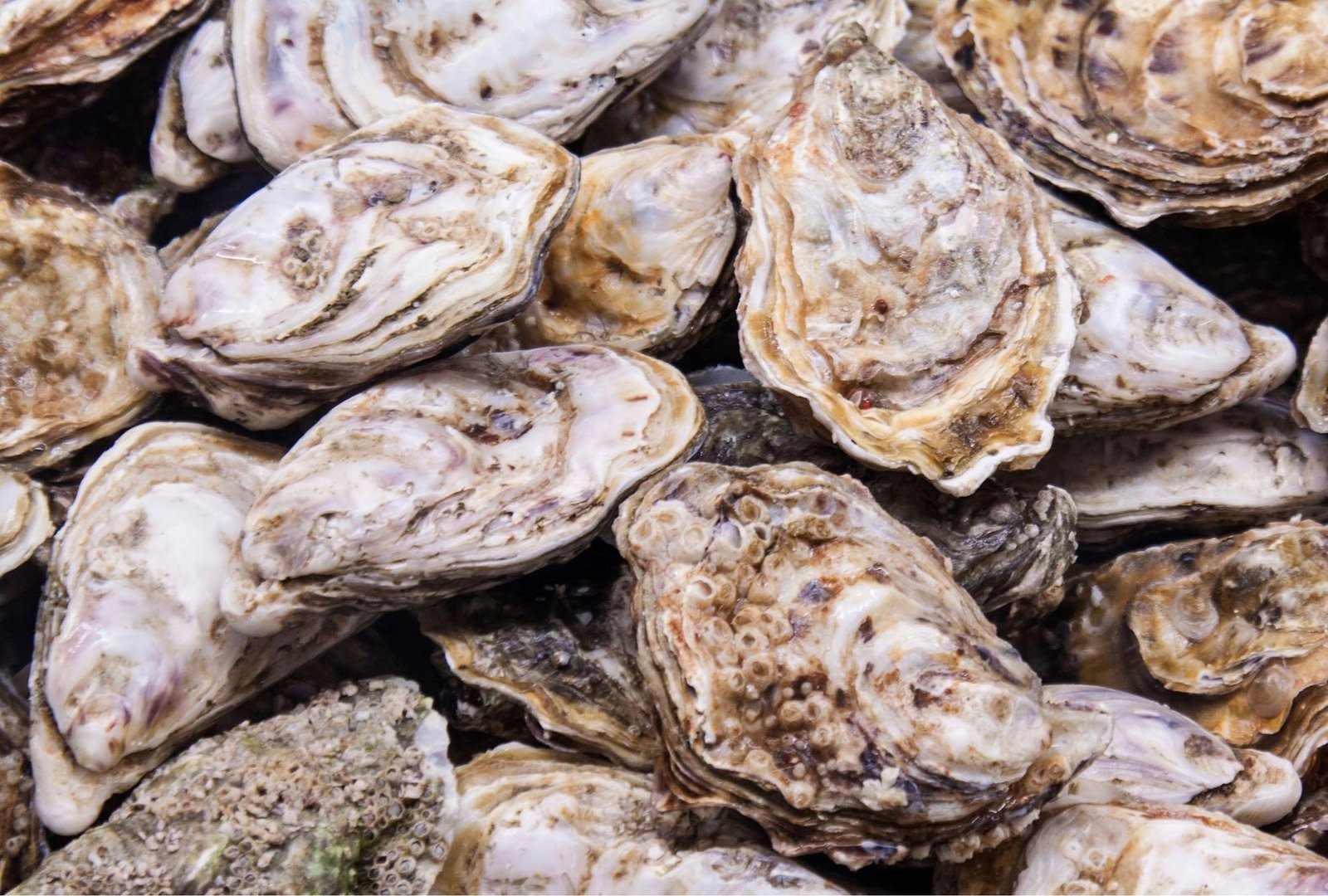 How Oyster Sanctuaries Are Guiding Ecological Restoration in Chesapeake Bay